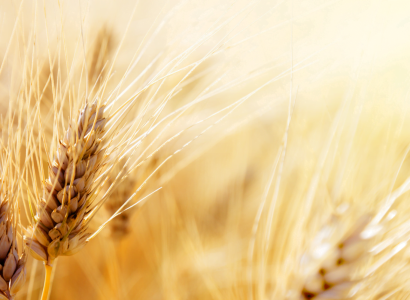 AdobeStock_51408094.png