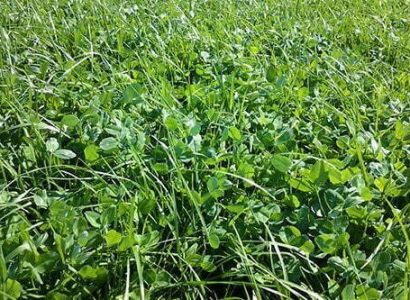 PuzzCoverCrops