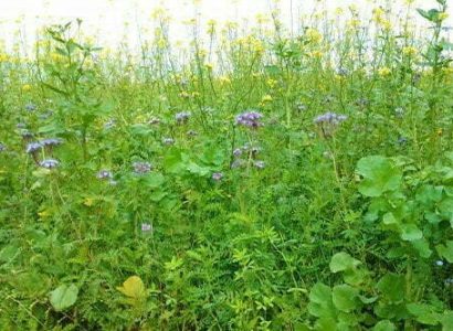 PuzzCoverCrops2