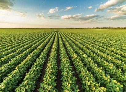 Soy-field
