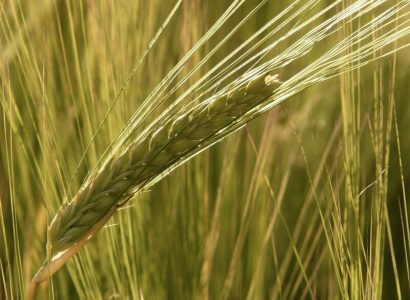 barley-field