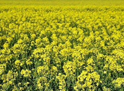 field-with-rape-brassica-napus-brassica-napus