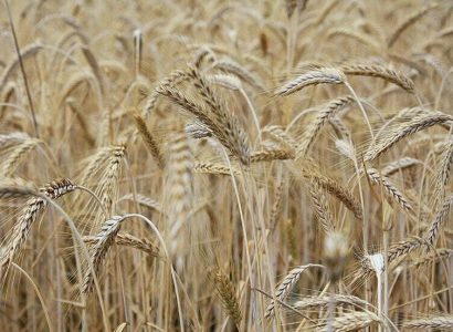 orge-field