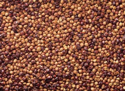 sorghum-grain-web