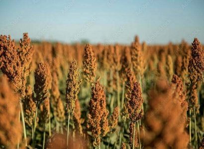 sorghum-plant-web